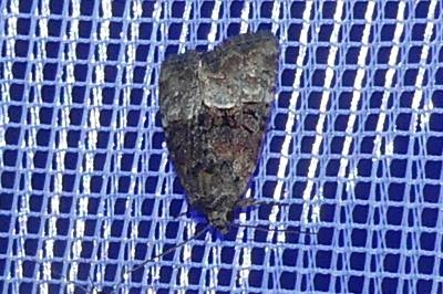 <i>Mesoligia furuncula</i>