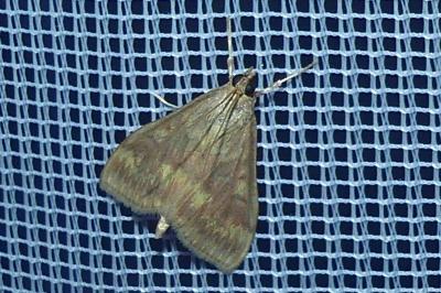 <i>Ostrinia nubilalis</i>
