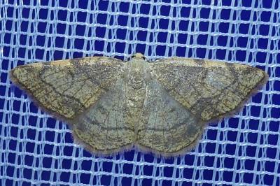 <i>Stegania trimaculata</i>