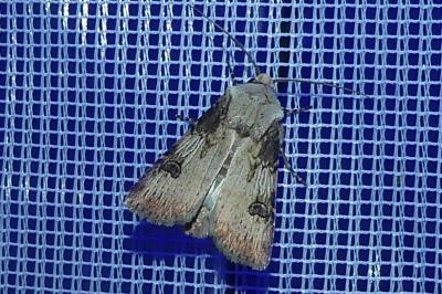 <i>Agrotis puta</i>
