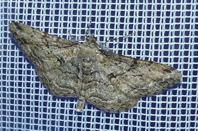 <i>Peribatodes rhomboidaria</i>