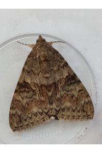 <i>Catocala nupta</i>