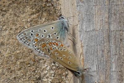 <i>Polyommatus icarus</i>