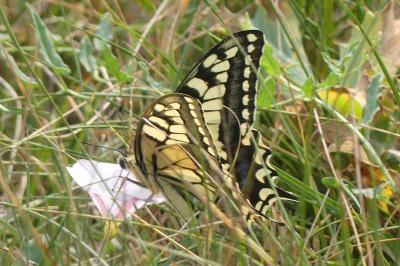 <i>Papilio machaon</i>