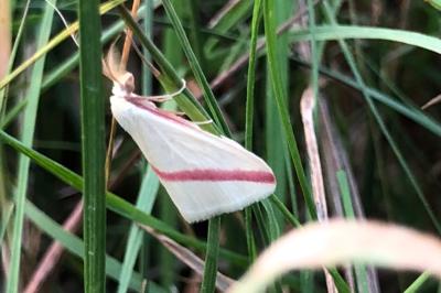 <i>Rhodometra sacraria</i>