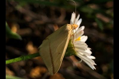<i>Rhodometra sacraria</i>