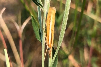 <i>Agriphila tristella</i>