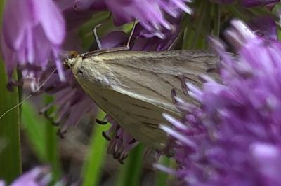 <i>Sitochroa palealis</i>