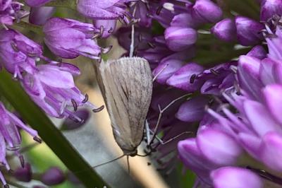 <i>Sitochroa palealis</i>