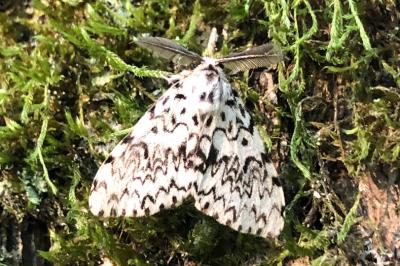 <i>Lymantria monacha</i>