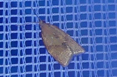 <i>Clepsis consimilana</i>