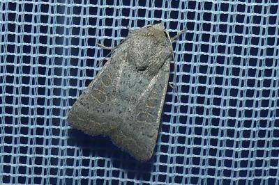 <i>Hoplodrina ambigua</i>