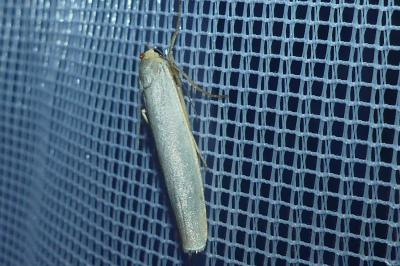 <i>Eilema caniola</i>