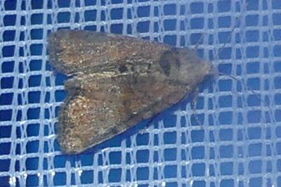 <i>Mesoligia furuncula</i>