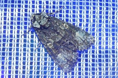 <i>Craniophora ligustri</i>