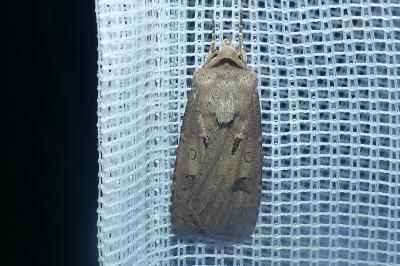 <i>Agrotis exclamationis</i>