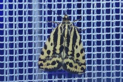 <i>Emmelia trabealis</i>