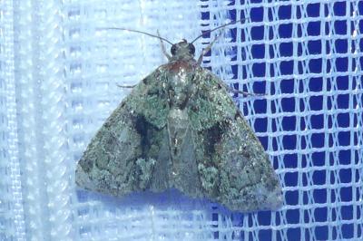 <i>Cryphia algae</i>