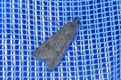 <i>Nomophila noctuella</i>