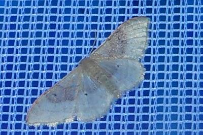 <i>Idaea degeneraria</i>