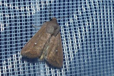 <i>Mythimna albipuncta</i>