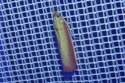 <i>Oncocera semirubella</i>