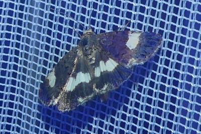 <i>Tyta luctuosa</i>