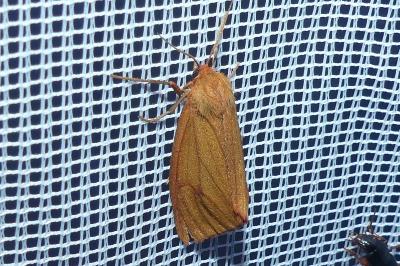 <i>Diacrisia sannio</i>