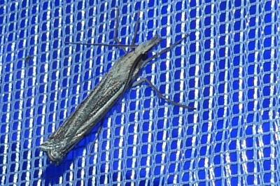 <i>Ancylolomia tentaculella</i>