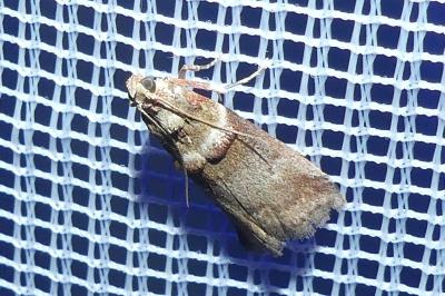 <i>Acrobasis tumidana</i>