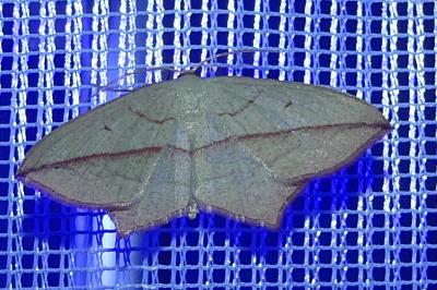 <i>Timandra comae</i>