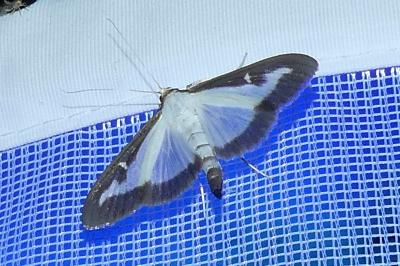 <i>Cydalima perspectalis</i>