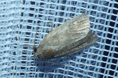 <i>Proxenus hospes</i>