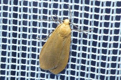 <i>Wittia sororcula</i>