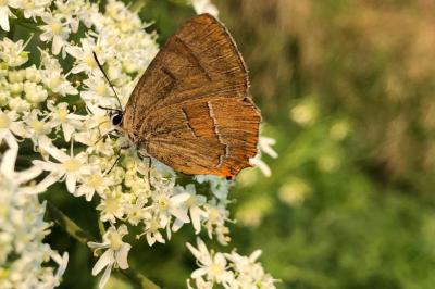 <i>Thecla betulae</i>