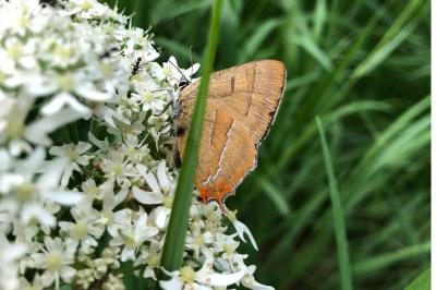 <i>Thecla betulae</i>