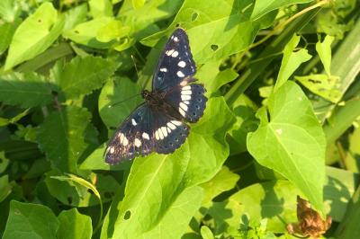 <i>Limenitis reducta</i>