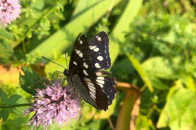 <i>Limenitis reducta</i>