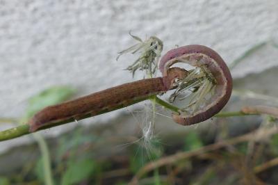 <i>Hecatera dysodea</i>