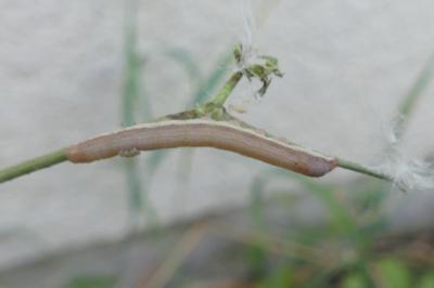 <i>Hecatera dysodea</i>