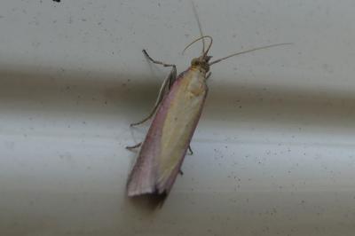 Oncocera semirubella