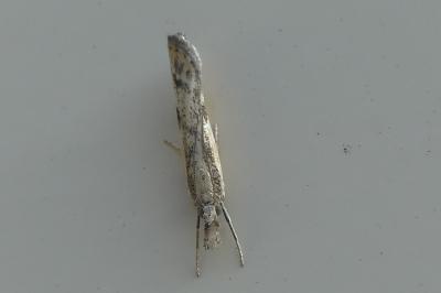 <i>Agriphila inquinatella</i>