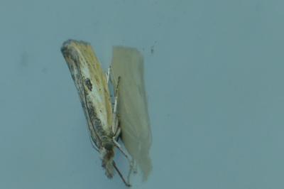 <i>Agriphila inquinatella</i>