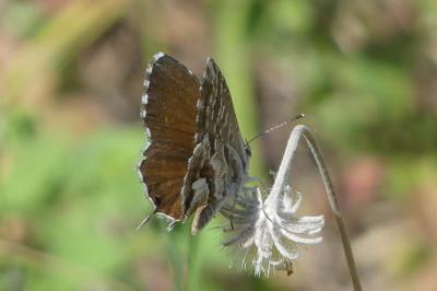 <i>Cacyreus marshalli</i>