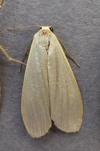 <i>Collita griseola</i>