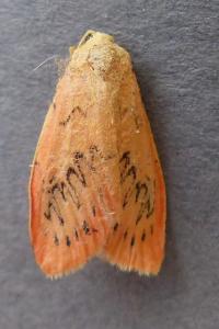 <i>Miltochrista miniata</i>