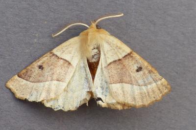 Crocallis elinguaria