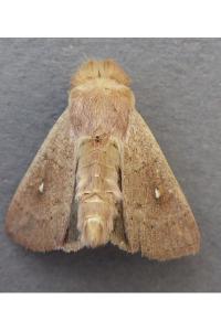 <i>Mythimna ferrago</i>