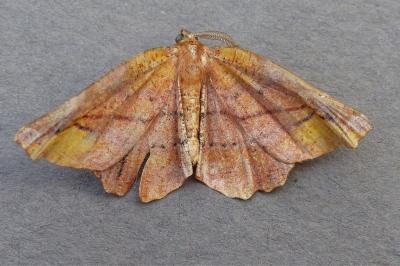 <i>Apeira syringaria</i>