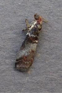 <i>Acrobasis advenella</i>
